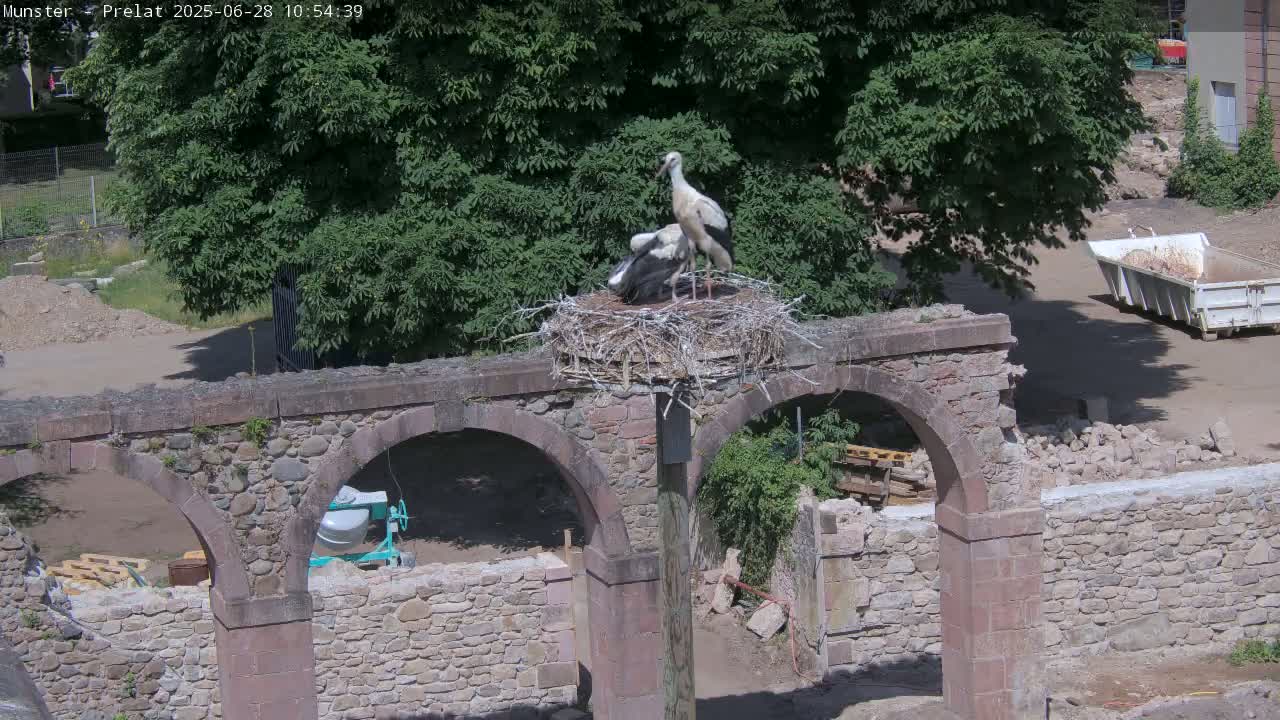 Munster, Ruines de l'Ancienne abbaye Saint Grégoire (Ruins of the Old Abbey of Saint Gregory) & Stork Nest Live Cam - Colmar-Ribeauvillé, Haut-Rhin, Grand Est, France