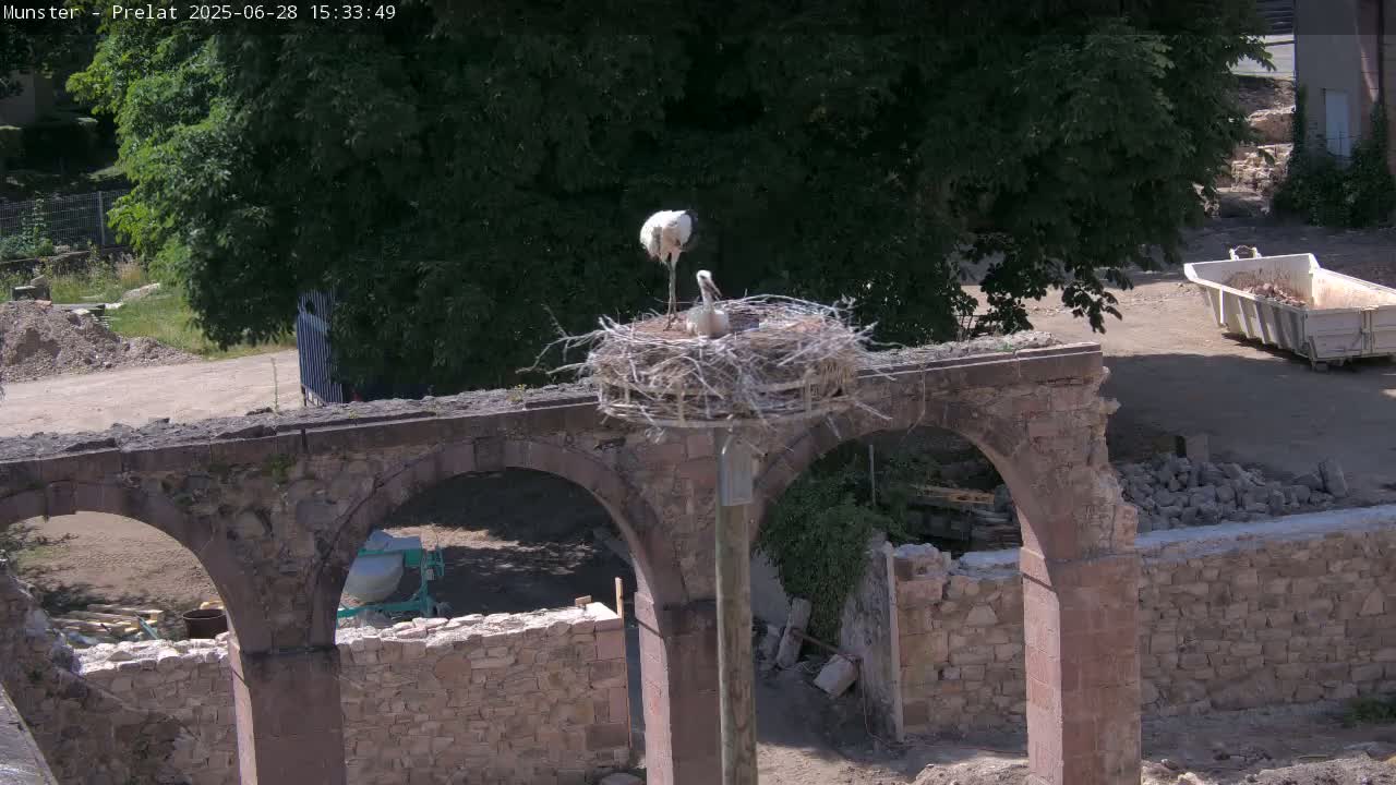 Munster, Ruines de l'Ancienne abbaye Saint Grégoire (Ruins of the Old Abbey of Saint Gregory) & Stork Nest Live Cam - Colmar-Ribeauvillé, Haut-Rhin, Grand Est, France