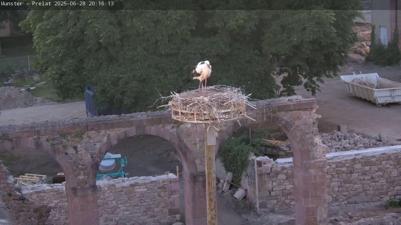 Munster, Ruines de l'Ancienne abbaye Saint Grégoire (Ruins of the Old Abbey of Saint Gregory) & Stork Nest Live Cam - Colmar-Ribeauvillé, Haut-Rhin, Grand Est, France