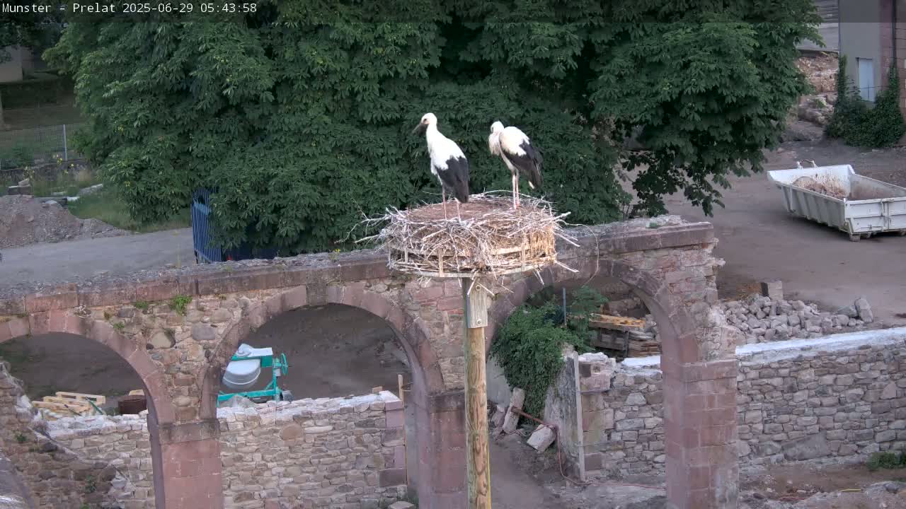 Munster, Ruines de l'Ancienne abbaye Saint Grégoire (Ruins of the Old Abbey of Saint Gregory) & Stork Nest Live Cam - Colmar-Ribeauvillé, Haut-Rhin, Grand Est, France