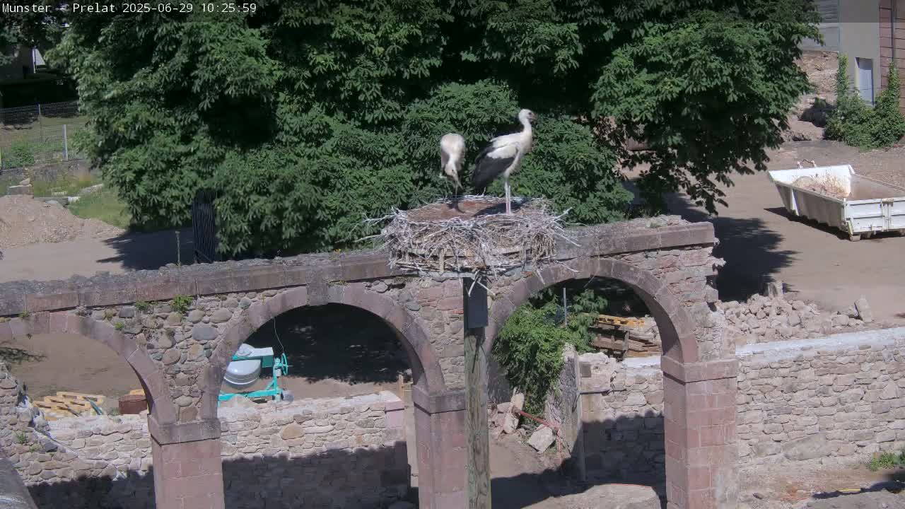 Munster, Ruines de l'Ancienne abbaye Saint Grégoire (Ruins of the Old Abbey of Saint Gregory) & Stork Nest Live Cam - Colmar-Ribeauvillé, Haut-Rhin, Grand Est, France