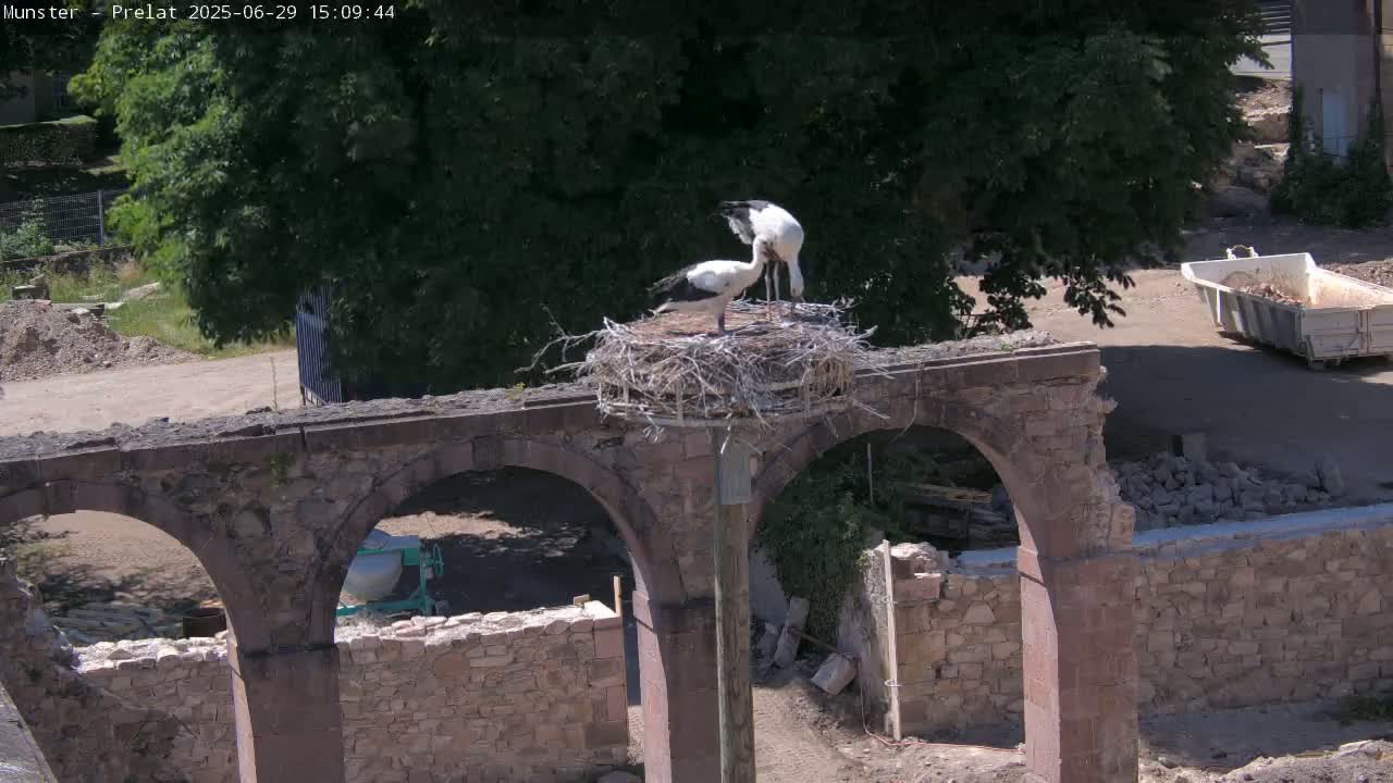 Munster, Ruines de l'Ancienne abbaye Saint Grégoire (Ruins of the Old Abbey of Saint Gregory) & Stork Nest Live Cam - Colmar-Ribeauvillé, Haut-Rhin, Grand Est, France