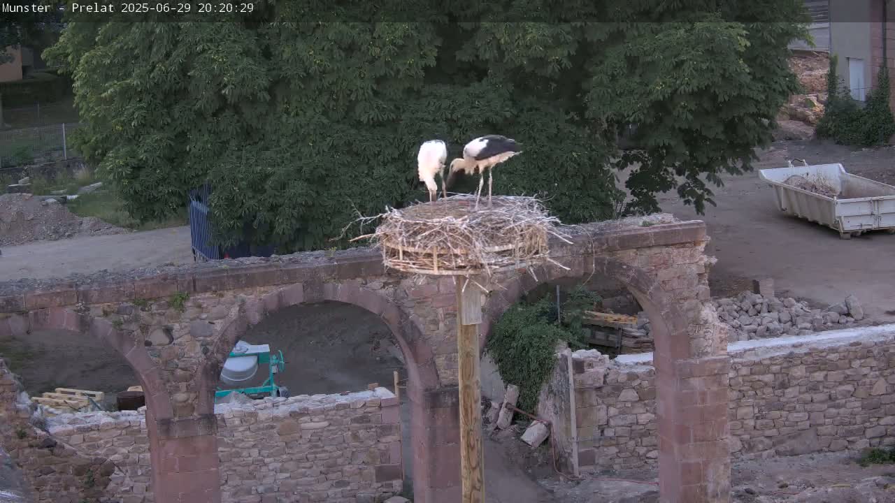 Munster, Ruines de l'Ancienne abbaye Saint Grégoire (Ruins of the Old Abbey of Saint Gregory) & Stork Nest Live Cam - Colmar-Ribeauvillé, Haut-Rhin, Grand Est, France