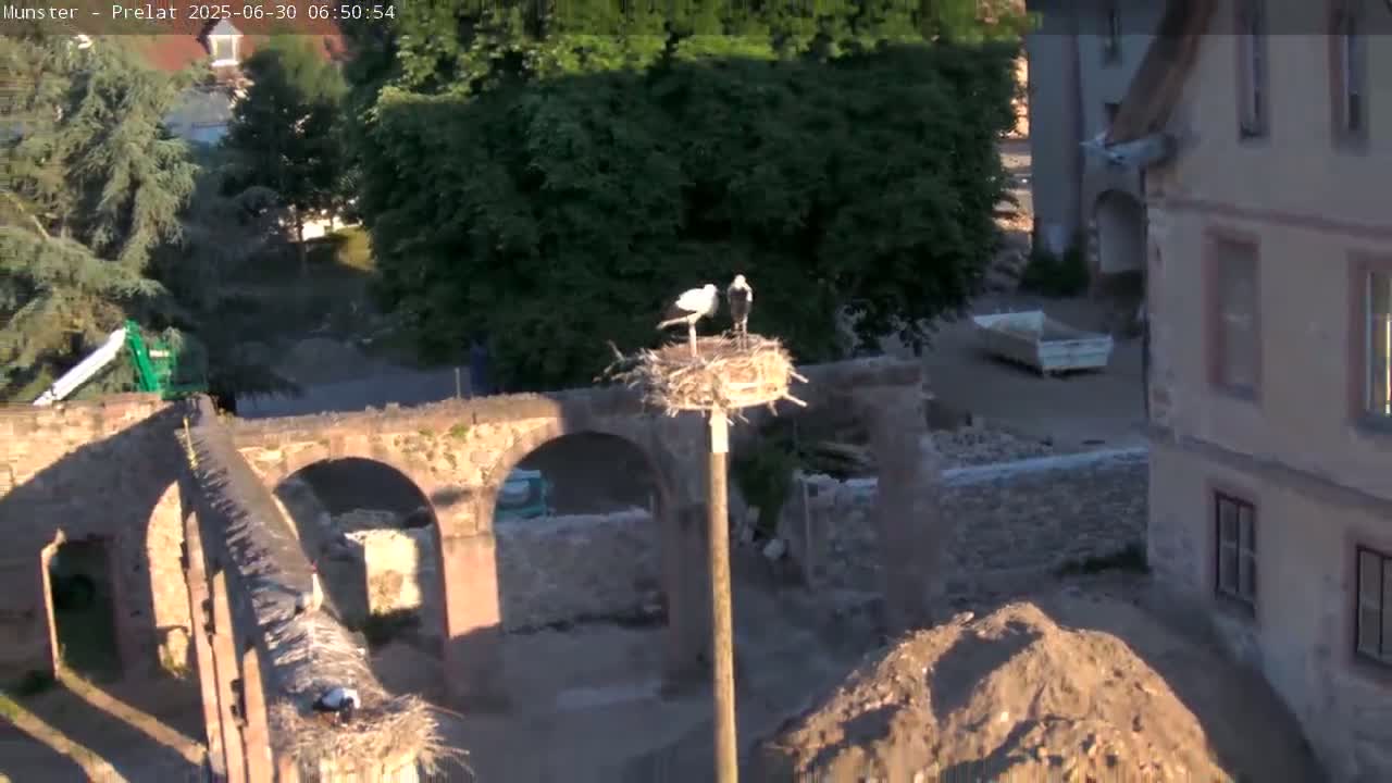 Munster, Ruines de l'Ancienne abbaye Saint Grégoire (Ruins of the Old Abbey of Saint Gregory) & Stork Nest Live Cam - Colmar-Ribeauvillé, Haut-Rhin, Grand Est, France