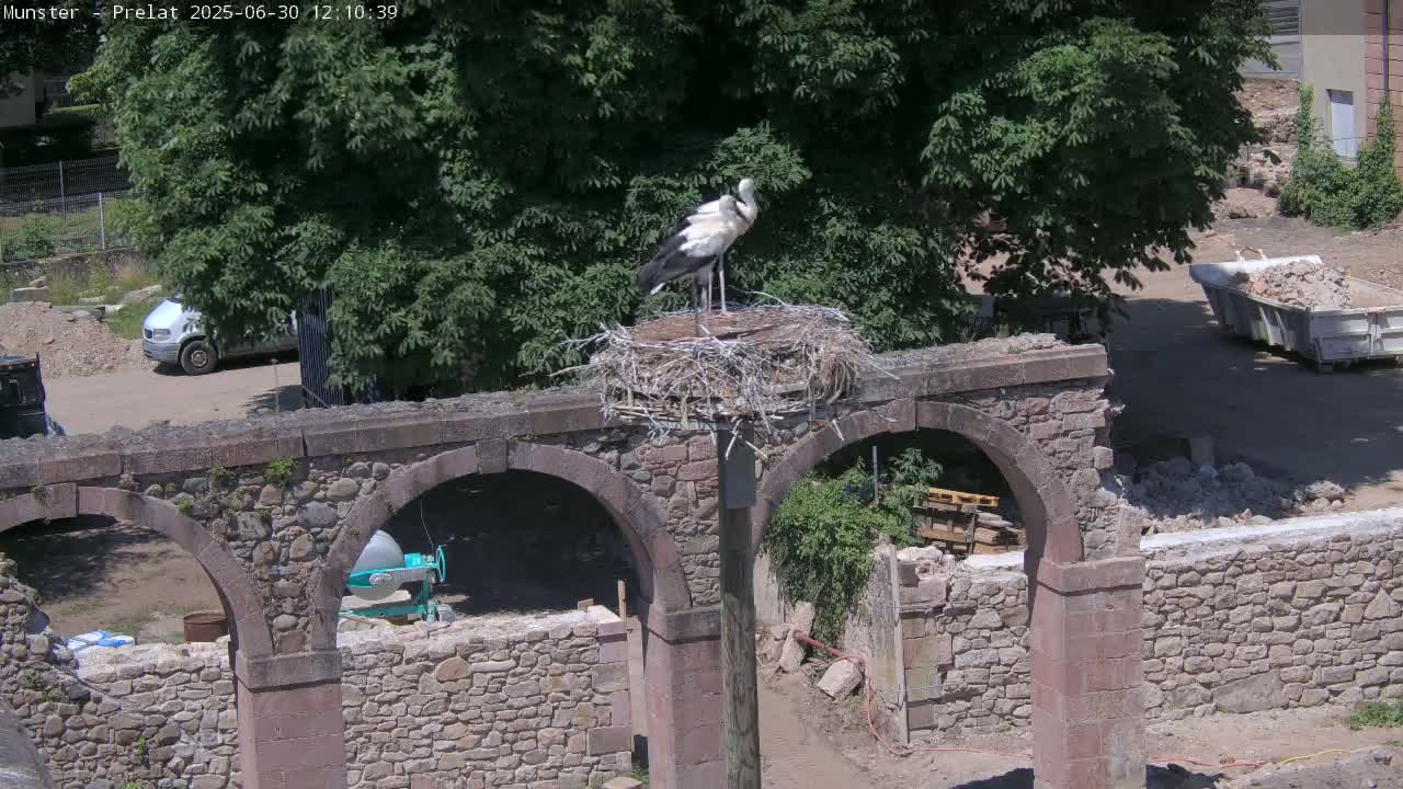 Munster, Ruines de l'Ancienne abbaye Saint Grégoire (Ruins of the Old Abbey of Saint Gregory) & Stork Nest Live Cam - Colmar-Ribeauvillé, Haut-Rhin, Grand Est, France