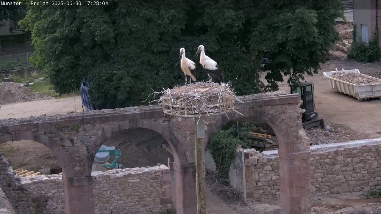 Munster, Ruines de l'Ancienne abbaye Saint Grégoire (Ruins of the Old Abbey of Saint Gregory) & Stork Nest Live Cam - Colmar-Ribeauvillé, Haut-Rhin, Grand Est, France