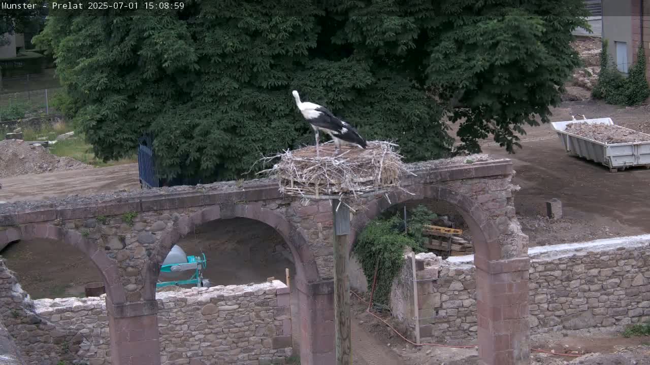 Munster, Ruines de l'Ancienne abbaye Saint Grégoire (Ruins of the Old Abbey of Saint Gregory) & Stork Nest Live Cam - Colmar-Ribeauvillé, Haut-Rhin, Grand Est, France
