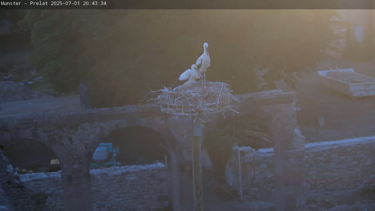 Munster, Ruines de l'Ancienne abbaye Saint Grégoire (Ruins of the Old Abbey of Saint Gregory) & Stork Nest Live Cam - Colmar-Ribeauvillé, Haut-Rhin, Grand Est, France