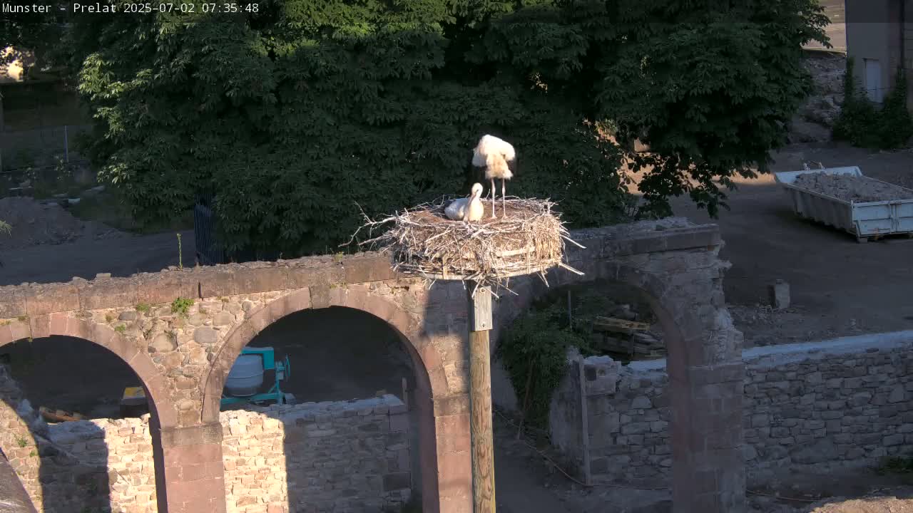 Munster, Ruines de l'Ancienne abbaye Saint Grégoire (Ruins of the Old Abbey of Saint Gregory) & Stork Nest Live Cam - Colmar-Ribeauvillé, Haut-Rhin, Grand Est, France