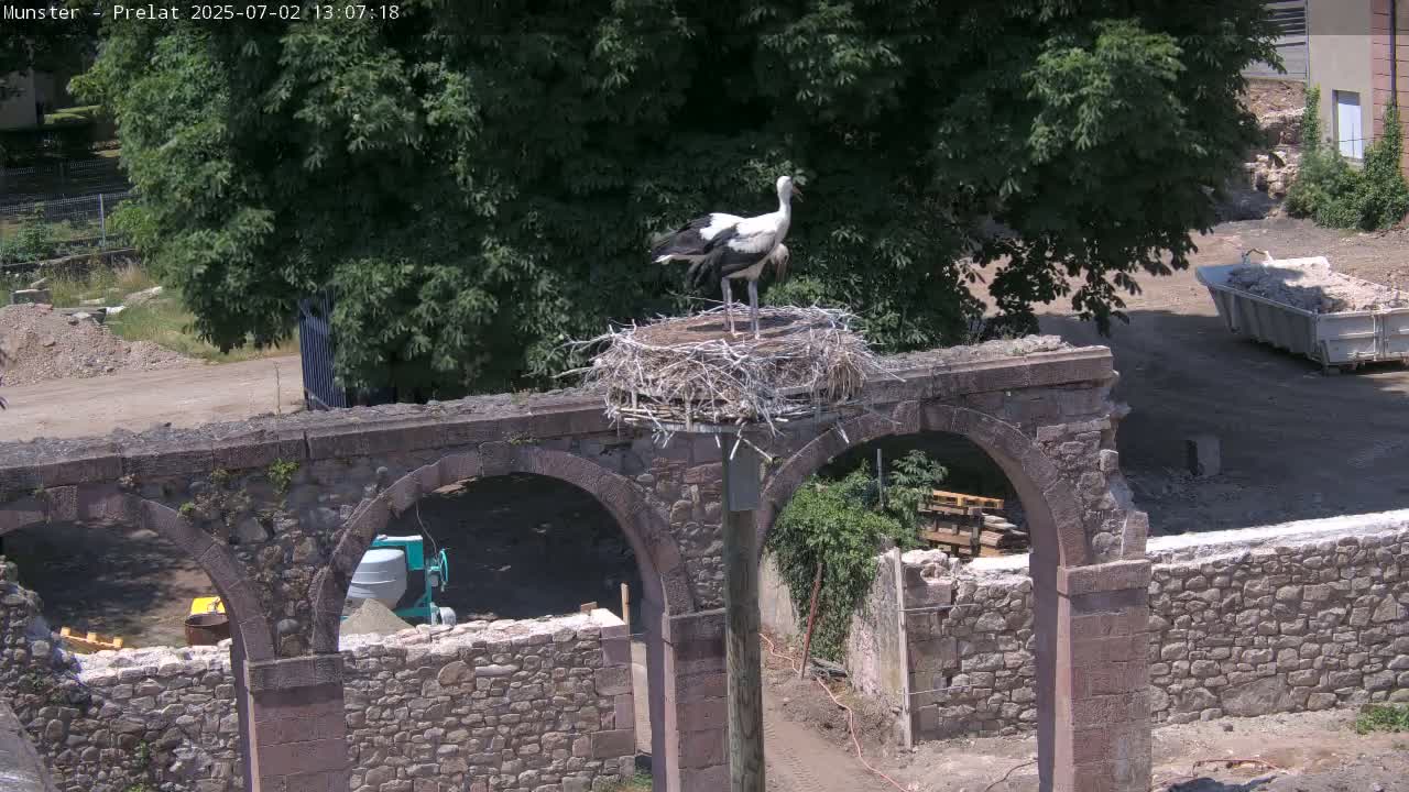 Munster, Ruines de l'Ancienne abbaye Saint Grégoire (Ruins of the Old Abbey of Saint Gregory) & Stork Nest Live Cam - Colmar-Ribeauvillé, Haut-Rhin, Grand Est, France