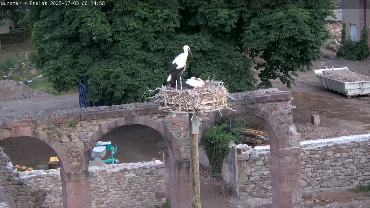 Munster, Ruines de l'Ancienne abbaye Saint Grégoire (Ruins of the Old Abbey of Saint Gregory) & Stork Nest Live Cam - Colmar-Ribeauvillé, Haut-Rhin, Grand Est, France