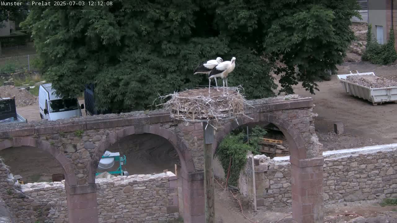 Munster, Ruines de l'Ancienne abbaye Saint Grégoire (Ruins of the Old Abbey of Saint Gregory) & Stork Nest Live Cam - Colmar-Ribeauvillé, Haut-Rhin, Grand Est, France