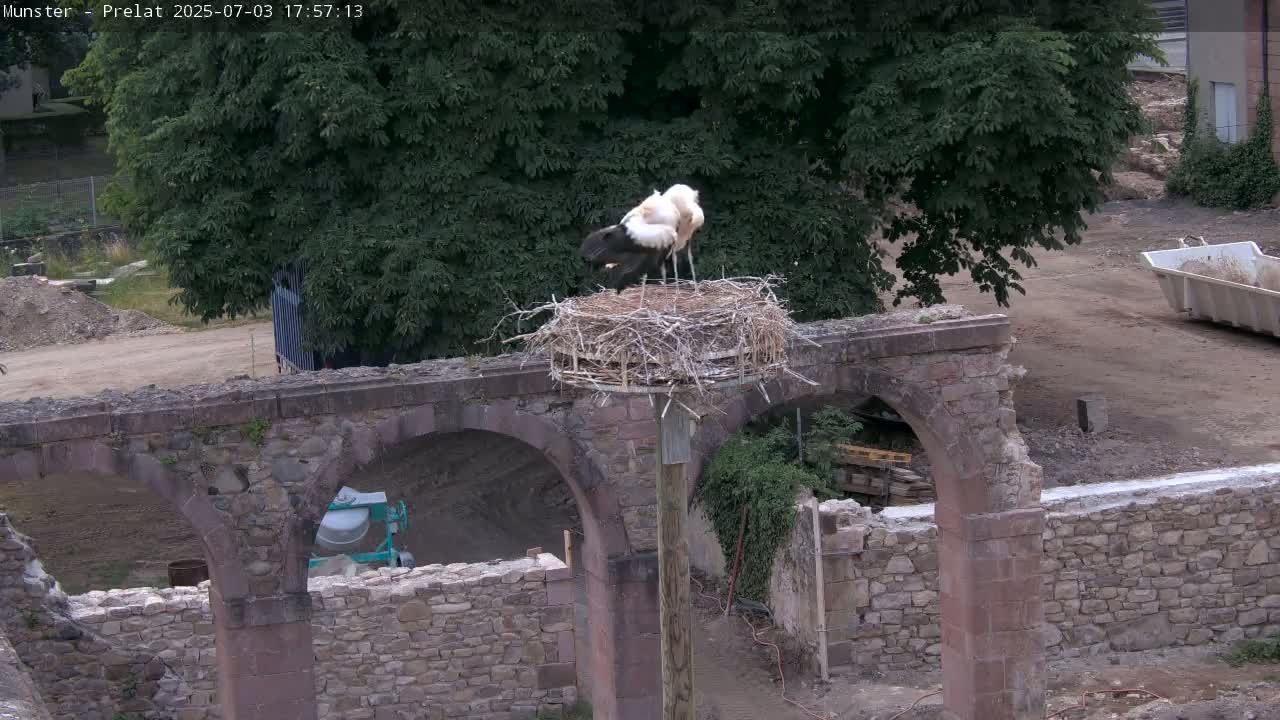 Munster, Ruines de l'Ancienne abbaye Saint Grégoire (Ruins of the Old Abbey of Saint Gregory) & Stork Nest Live Cam - Colmar-Ribeauvillé, Haut-Rhin, Grand Est, France