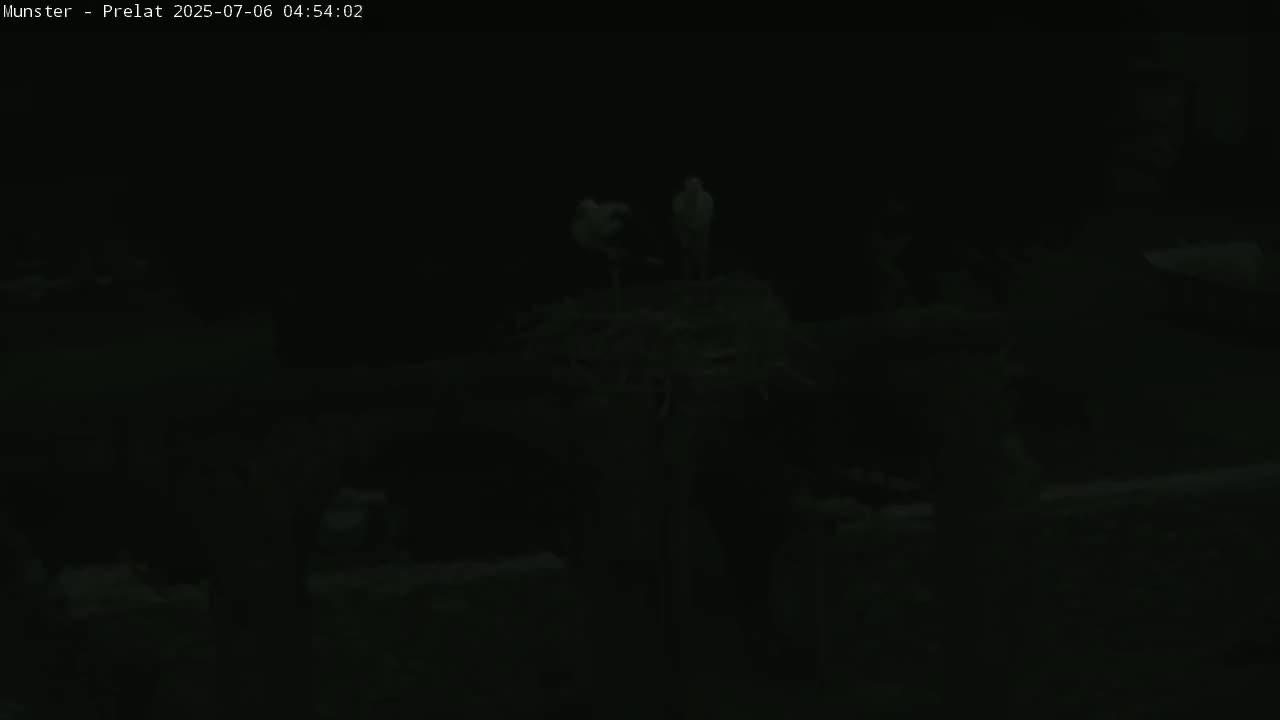 Munster, Ruines de l'Ancienne abbaye Saint Grégoire (Ruins of the Old Abbey of Saint Gregory) & Stork Nest Live Cam - Colmar-Ribeauvillé, Haut-Rhin, Grand Est, France
