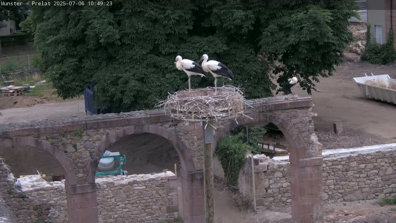 Munster, Ruines de l'Ancienne abbaye Saint Grégoire (Ruins of the Old Abbey of Saint Gregory) & Stork Nest Live Cam - Colmar-Ribeauvillé, Haut-Rhin, Grand Est, France