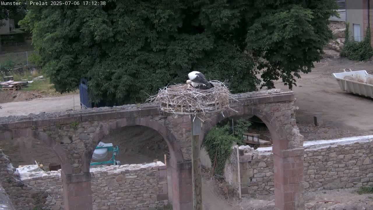 Munster, Ruines de l'Ancienne abbaye Saint Grégoire (Ruins of the Old Abbey of Saint Gregory) & Stork Nest Live Cam - Colmar-Ribeauvillé, Haut-Rhin, Grand Est, France