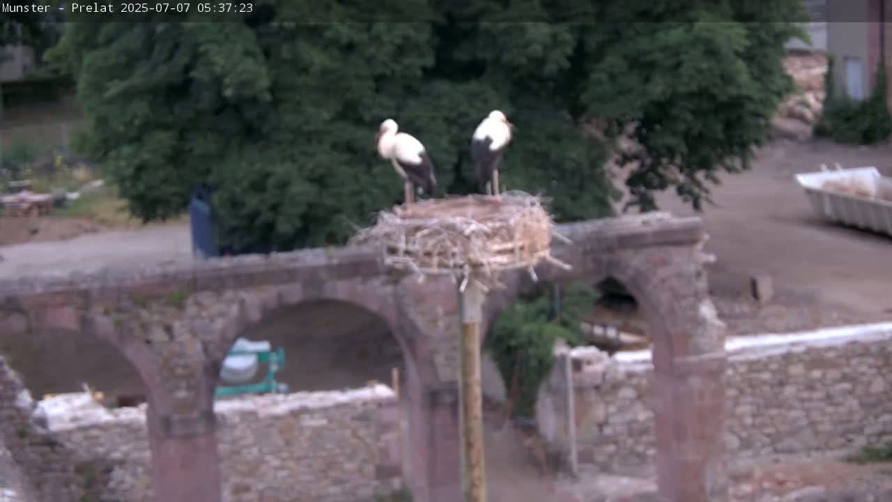 Munster, Ruines de l'Ancienne abbaye Saint Grégoire (Ruins of the Old Abbey of Saint Gregory) & Stork Nest Live Cam - Colmar-Ribeauvillé, Haut-Rhin, Grand Est, France