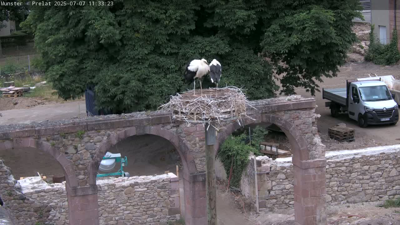 Munster, Ruines de l'Ancienne abbaye Saint Grégoire (Ruins of the Old Abbey of Saint Gregory) & Stork Nest Live Cam - Colmar-Ribeauvillé, Haut-Rhin, Grand Est, France