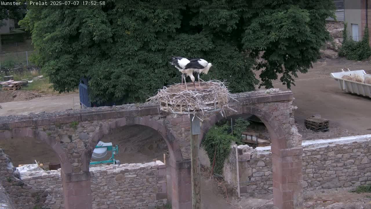 Munster, Ruines de l'Ancienne abbaye Saint Grégoire (Ruins of the Old Abbey of Saint Gregory) & Stork Nest Live Cam - Colmar-Ribeauvillé, Haut-Rhin, Grand Est, France