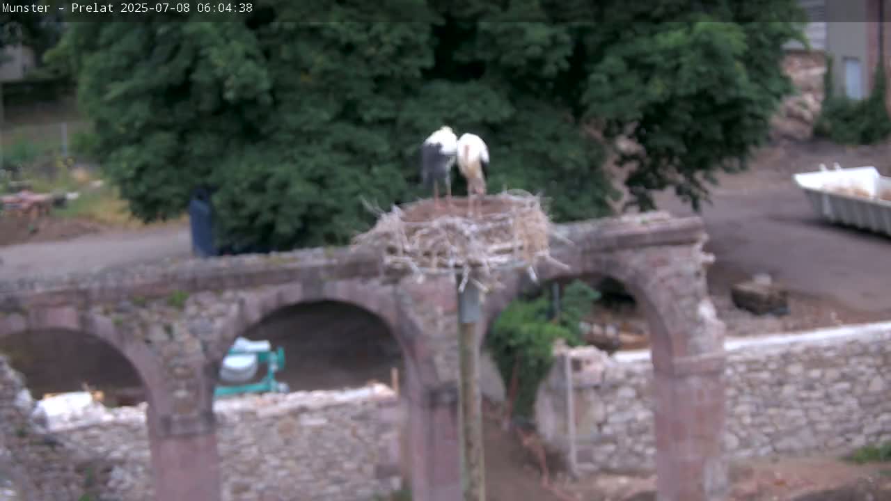 Munster, Ruines de l'Ancienne abbaye Saint Grégoire (Ruins of the Old Abbey of Saint Gregory) & Stork Nest Live Cam - Colmar-Ribeauvillé, Haut-Rhin, Grand Est, France