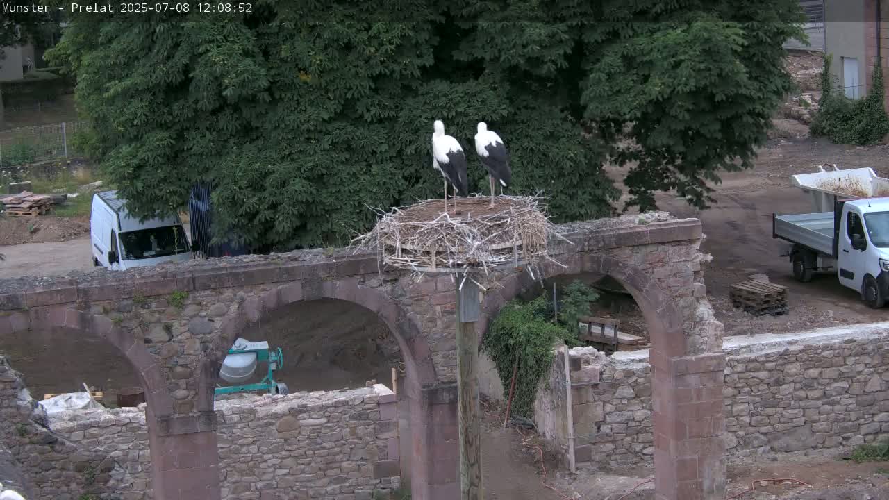 Munster, Ruines de l'Ancienne abbaye Saint Grégoire (Ruins of the Old Abbey of Saint Gregory) & Stork Nest Live Cam - Colmar-Ribeauvillé, Haut-Rhin, Grand Est, France