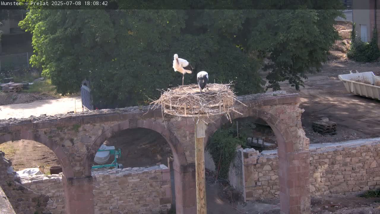 Munster, Ruines de l'Ancienne abbaye Saint Grégoire (Ruins of the Old Abbey of Saint Gregory) & Stork Nest Live Cam - Colmar-Ribeauvillé, Haut-Rhin, Grand Est, France