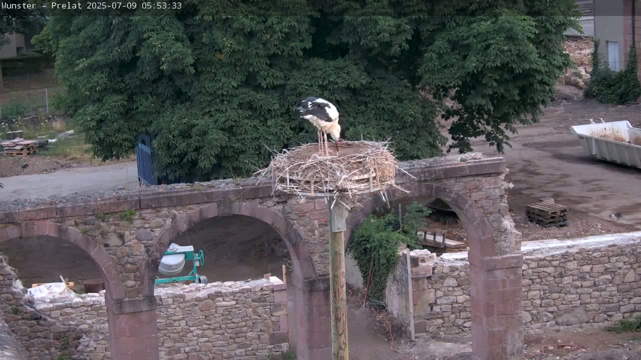 Munster, Ruines de l'Ancienne abbaye Saint Grégoire (Ruins of the Old Abbey of Saint Gregory) & Stork Nest Live Cam - Colmar-Ribeauvillé, Haut-Rhin, Grand Est, France