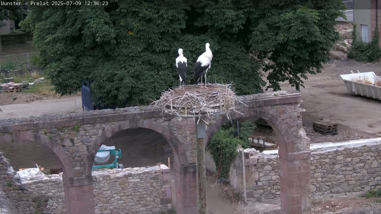 Munster, Ruines de l'Ancienne abbaye Saint Grégoire (Ruins of the Old Abbey of Saint Gregory) & Stork Nest Live Cam - Colmar-Ribeauvillé, Haut-Rhin, Grand Est, France