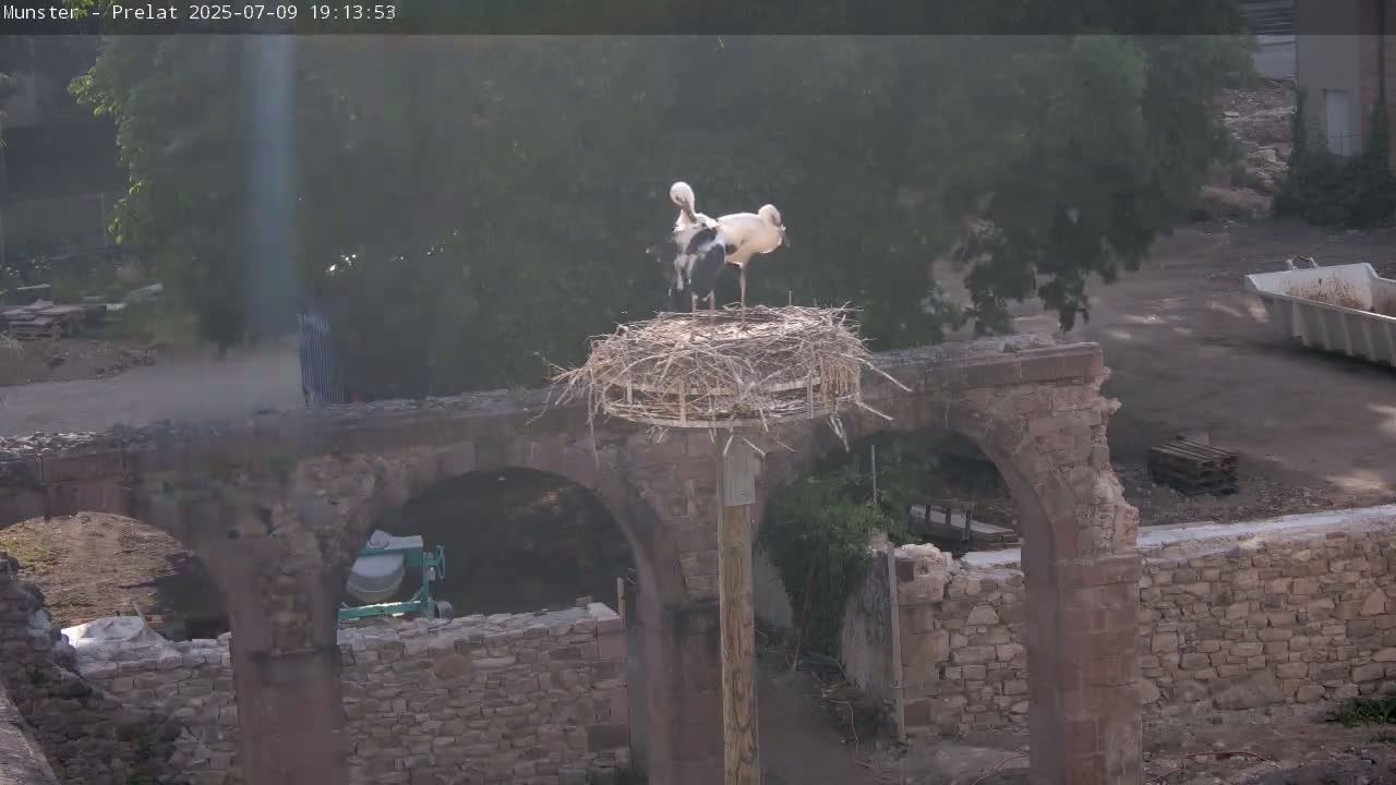 Munster, Ruines de l'Ancienne abbaye Saint Grégoire (Ruins of the Old Abbey of Saint Gregory) & Stork Nest Live Cam - Colmar-Ribeauvillé, Haut-Rhin, Grand Est, France