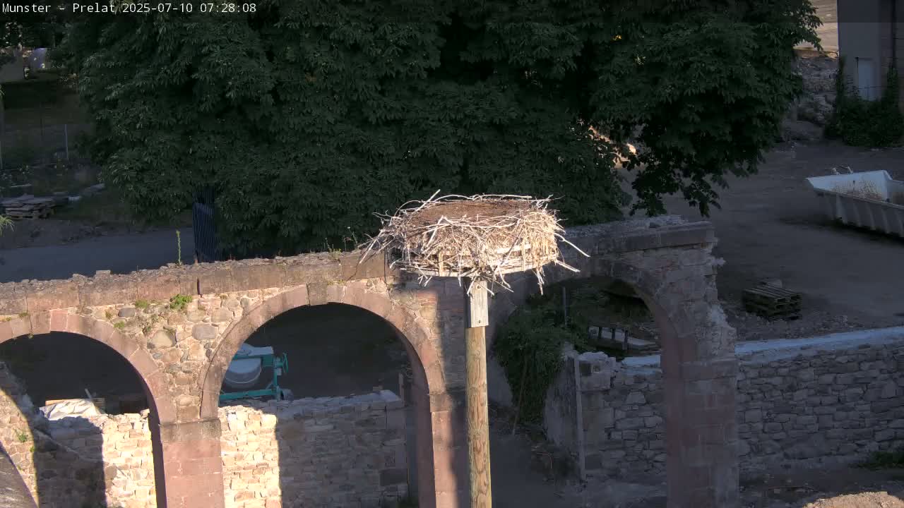 Munster, Ruines de l'Ancienne abbaye Saint Grégoire (Ruins of the Old Abbey of Saint Gregory) & Stork Nest Live Cam - Colmar-Ribeauvillé, Haut-Rhin, Grand Est, France