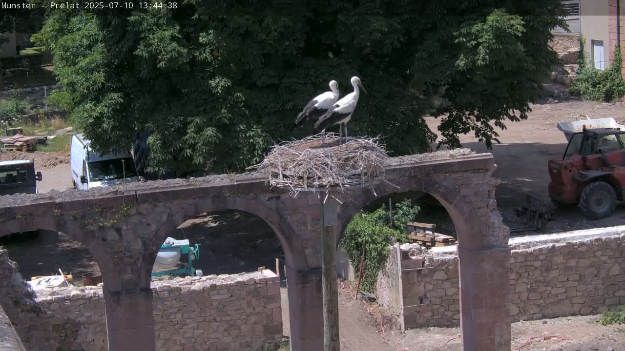 Munster, Ruines de l'Ancienne abbaye Saint Grégoire (Ruins of the Old Abbey of Saint Gregory) & Stork Nest Live Cam - Colmar-Ribeauvillé, Haut-Rhin, Grand Est, France