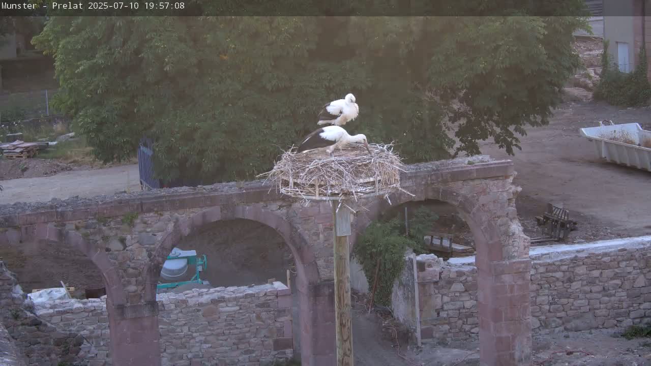 Munster, Ruines de l'Ancienne abbaye Saint Grégoire (Ruins of the Old Abbey of Saint Gregory) & Stork Nest Live Cam - Colmar-Ribeauvillé, Haut-Rhin, Grand Est, France