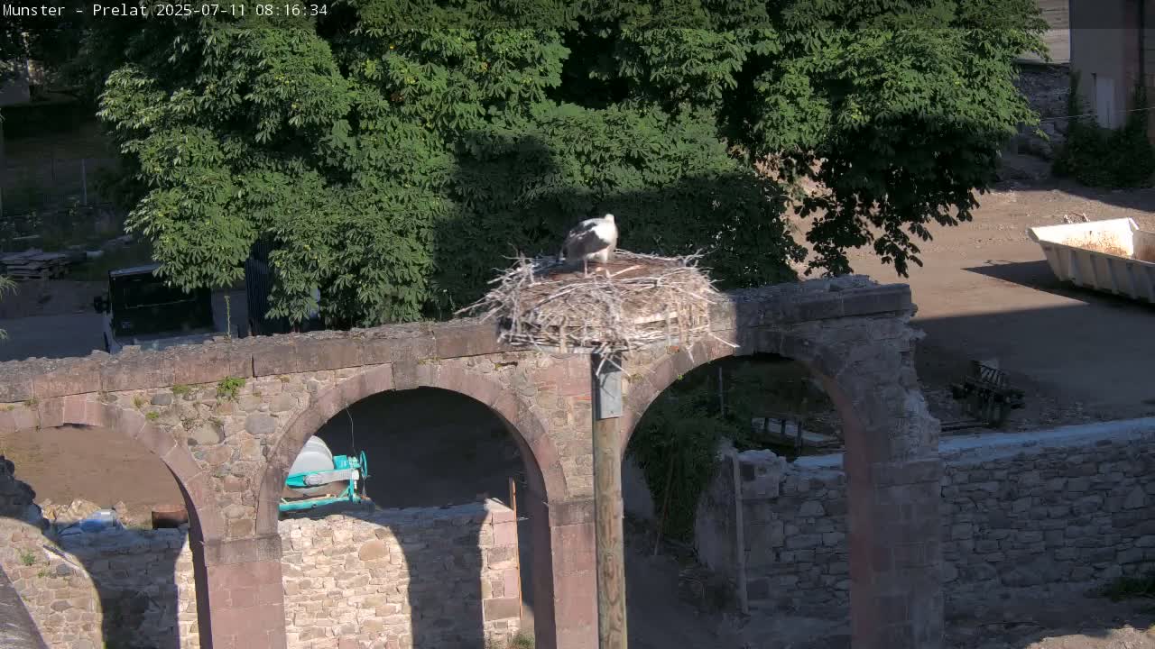 Munster, Ruines de l'Ancienne abbaye Saint Grégoire (Ruins of the Old Abbey of Saint Gregory) & Stork Nest Live Cam - Colmar-Ribeauvillé, Haut-Rhin, Grand Est, France