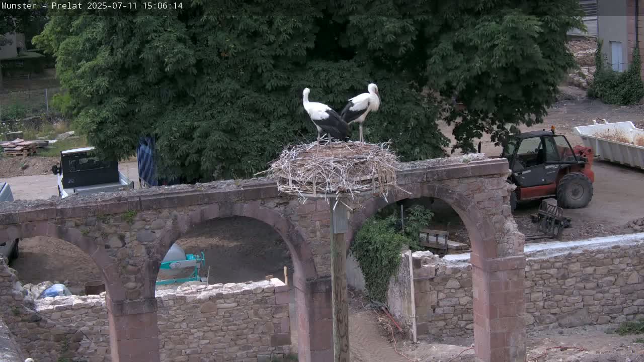 Munster, Ruines de l'Ancienne abbaye Saint Grégoire (Ruins of the Old Abbey of Saint Gregory) & Stork Nest Live Cam - Colmar-Ribeauvillé, Haut-Rhin, Grand Est, France