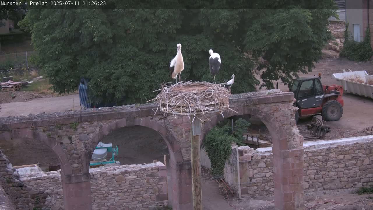 Munster, Ruines de l'Ancienne abbaye Saint Grégoire (Ruins of the Old Abbey of Saint Gregory) & Stork Nest Live Cam - Colmar-Ribeauvillé, Haut-Rhin, Grand Est, France