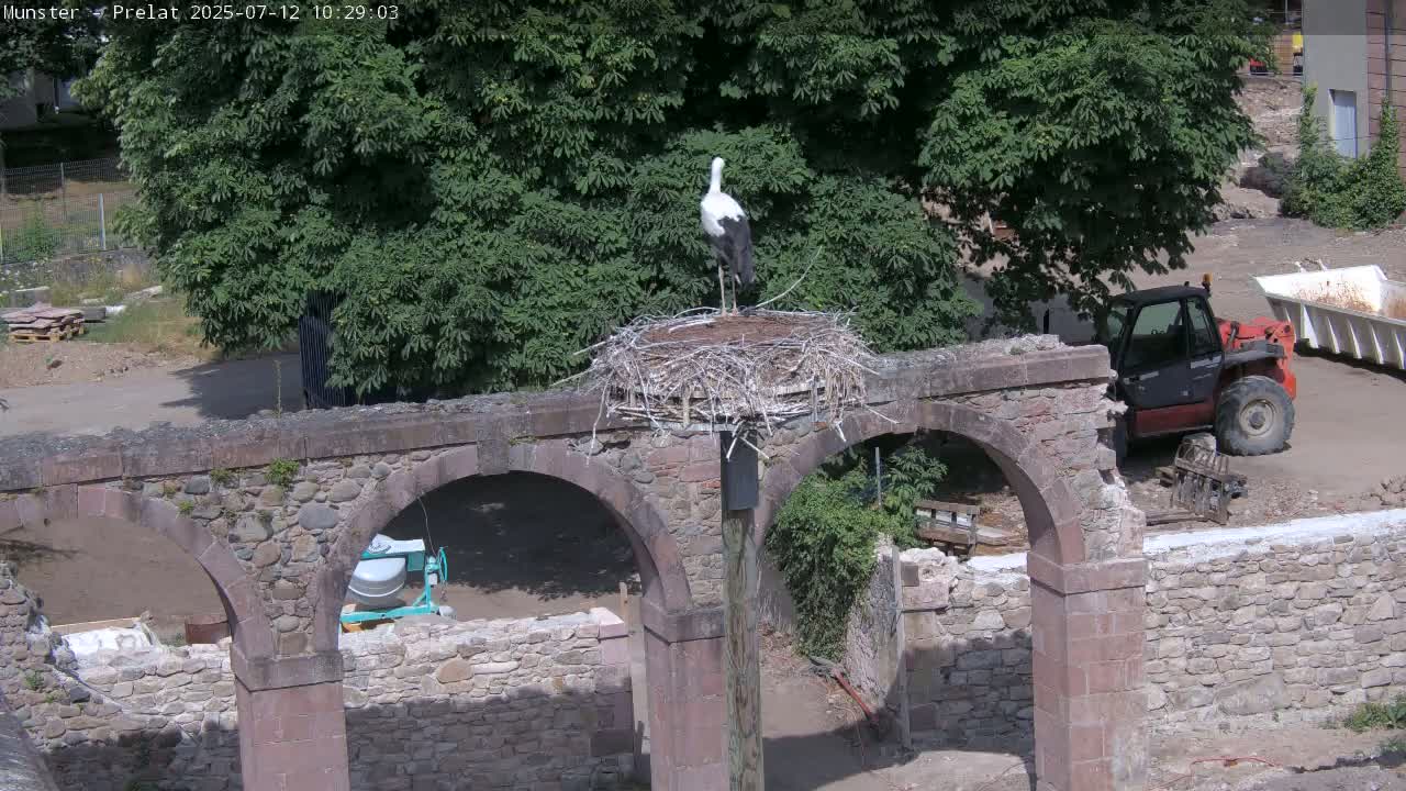 A white stork stands in a large nest atop a stone structure with arches, under a sunny sky.