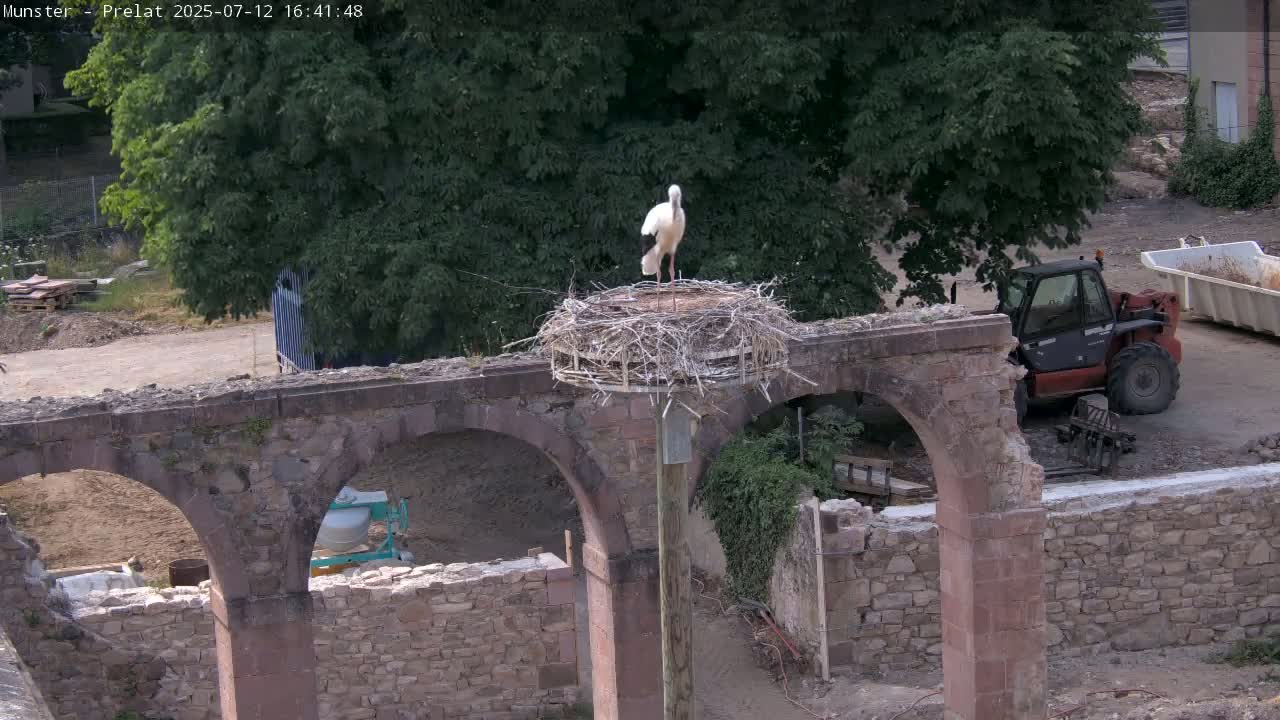 Munster, Ruines de l'Ancienne abbaye Saint Grégoire (Ruins of the Old Abbey of Saint Gregory) & Stork Nest Live Cam - Colmar-Ribeauvillé, Haut-Rhin, Grand Est, France