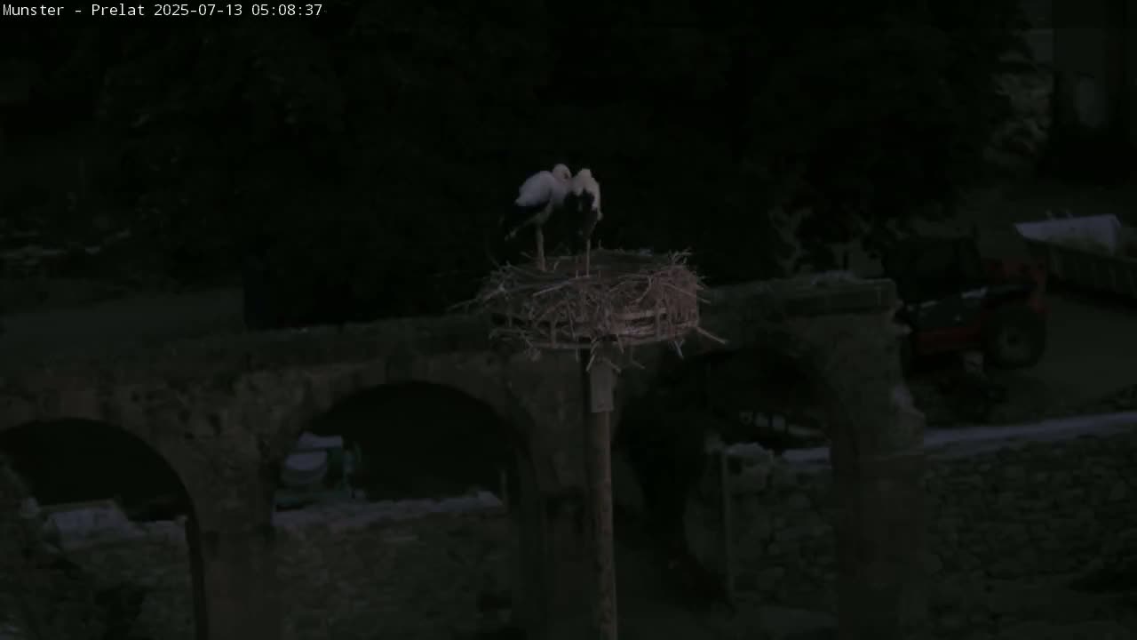 Munster, Ruines de l'Ancienne abbaye Saint Grégoire (Ruins of the Old Abbey of Saint Gregory) & Stork Nest Live Cam - Colmar-Ribeauvillé, Haut-Rhin, Grand Est, France