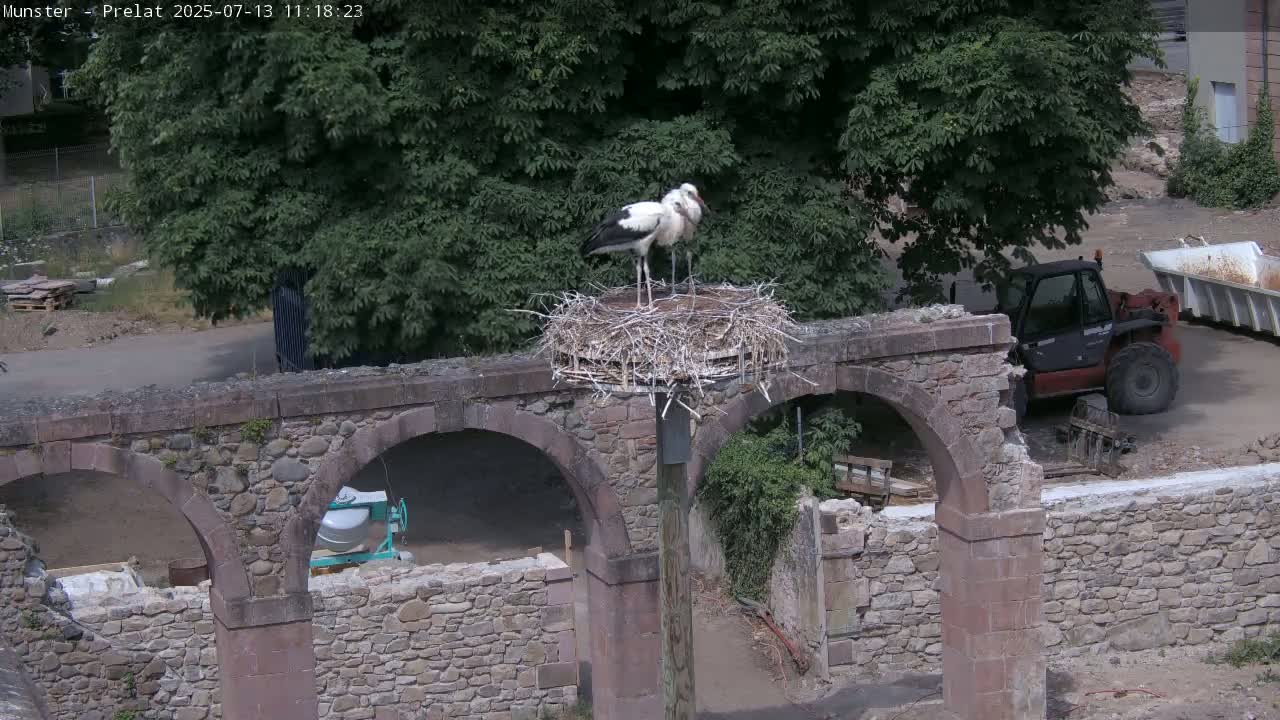 Munster, Ruines de l'Ancienne abbaye Saint Grégoire (Ruins of the Old Abbey of Saint Gregory) & Stork Nest Live Cam - Colmar-Ribeauvillé, Haut-Rhin, Grand Est, France