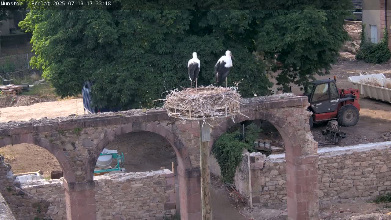 Munster, Ruines de l'Ancienne abbaye Saint Grégoire (Ruins of the Old Abbey of Saint Gregory) & Stork Nest Live Cam - Colmar-Ribeauvillé, Haut-Rhin, Grand Est, France