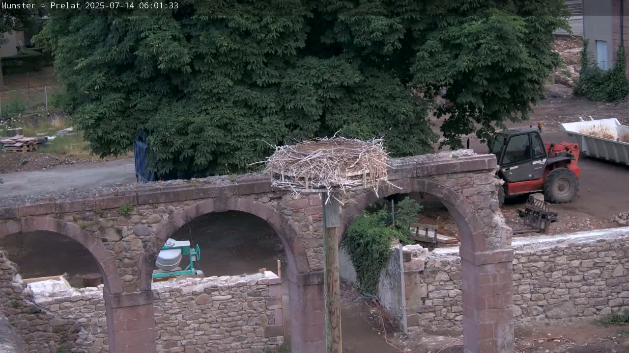 Munster, Ruines de l'Ancienne abbaye Saint Grégoire (Ruins of the Old Abbey of Saint Gregory) & Stork Nest Live Cam - Colmar-Ribeauvillé, Haut-Rhin, Grand Est, France