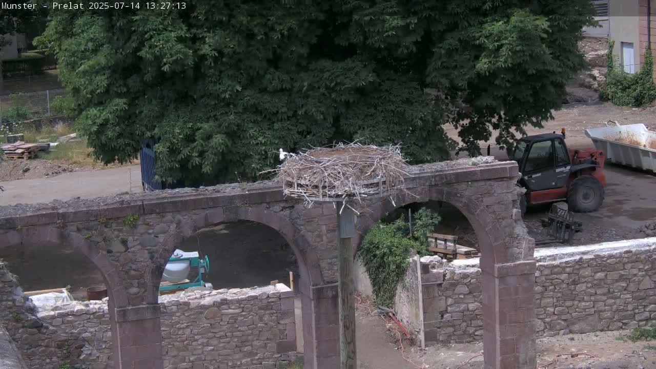 Munster, Ruines de l'Ancienne abbaye Saint Grégoire (Ruins of the Old Abbey of Saint Gregory) & Stork Nest Live Cam - Colmar-Ribeauvillé, Haut-Rhin, Grand Est, France