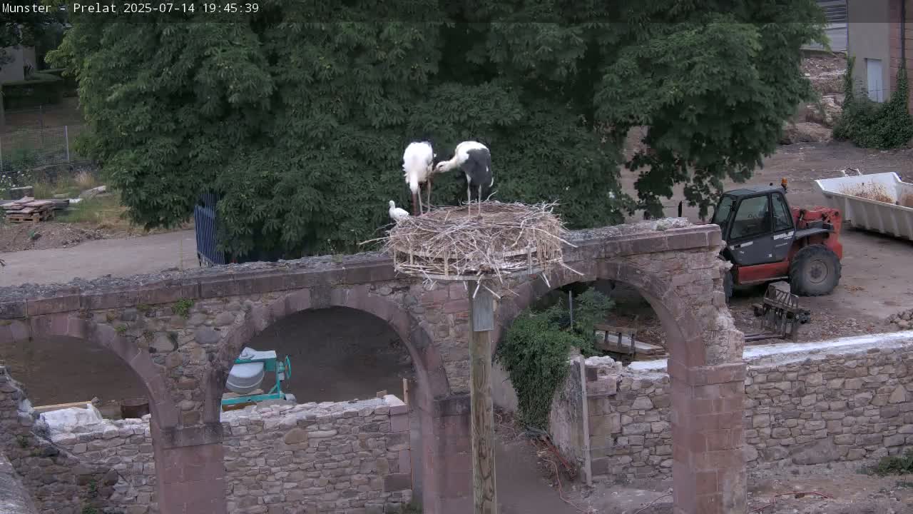 Munster, Ruines de l'Ancienne abbaye Saint Grégoire (Ruins of the Old Abbey of Saint Gregory) & Stork Nest Live Cam - Colmar-Ribeauvillé, Haut-Rhin, Grand Est, France