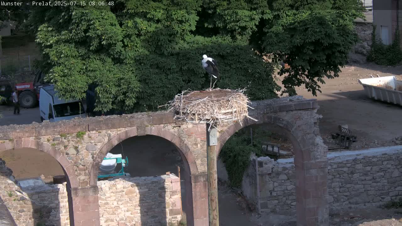 Munster, Ruines de l'Ancienne abbaye Saint Grégoire (Ruins of the Old Abbey of Saint Gregory) & Stork Nest Live Cam - Colmar-Ribeauvillé, Haut-Rhin, Grand Est, France