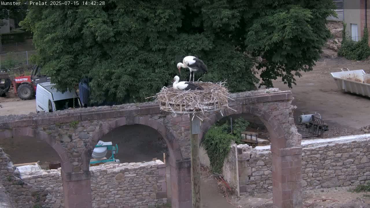 Munster, Ruines de l'Ancienne abbaye Saint Grégoire (Ruins of the Old Abbey of Saint Gregory) & Stork Nest Live Cam - Colmar-Ribeauvillé, Haut-Rhin, Grand Est, France
