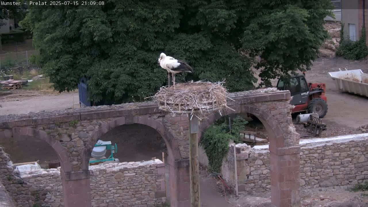 Munster, Ruines de l'Ancienne abbaye Saint Grégoire (Ruins of the Old Abbey of Saint Gregory) & Stork Nest Live Cam - Colmar-Ribeauvillé, Haut-Rhin, Grand Est, France