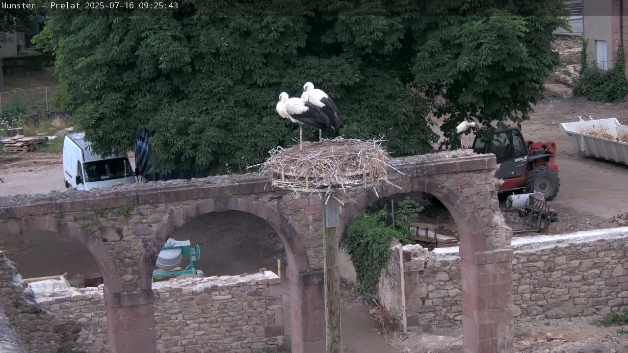 Three white storks are perched on a nest atop a weathered stone structure with arched openings, situated amidst a construction site under a partly cloudy sky.