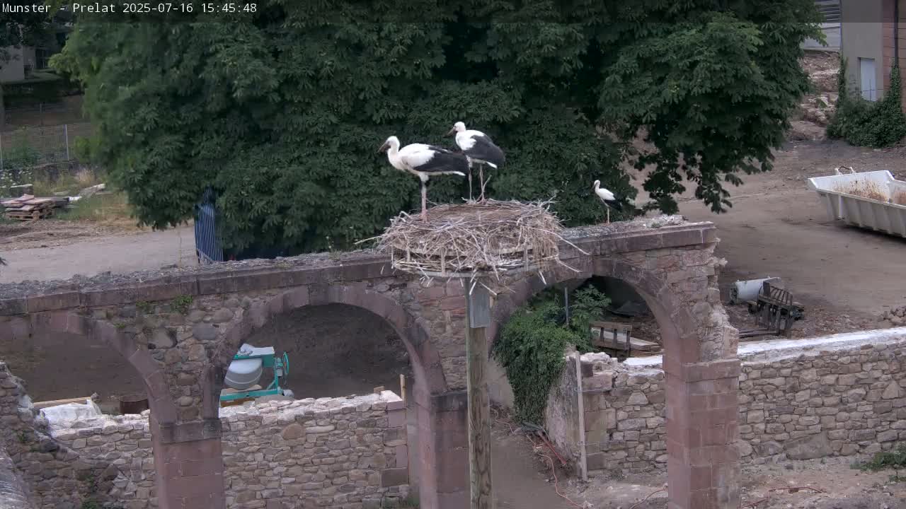 Munster, Ruines de l'Ancienne abbaye Saint Grégoire (Ruins of the Old Abbey of Saint Gregory) & Stork Nest Live Cam - Colmar-Ribeauvillé, Haut-Rhin, Grand Est, France