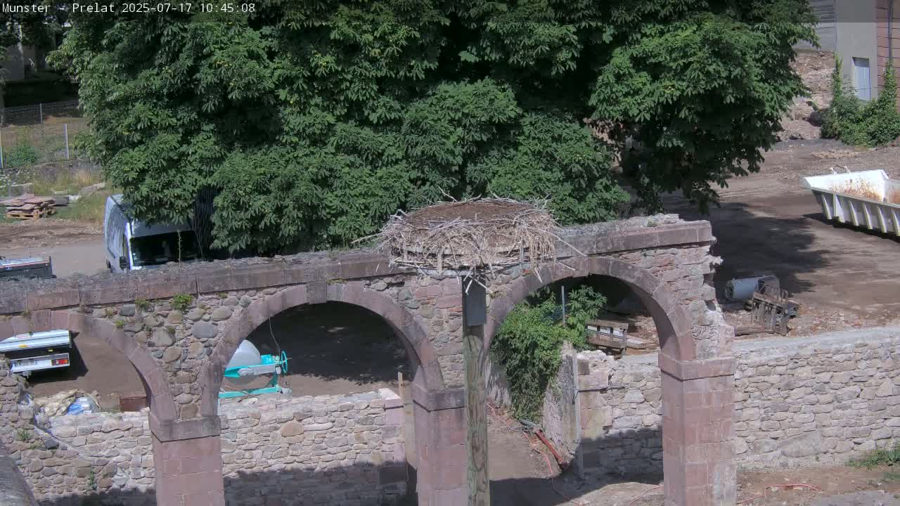 Munster, Ruines de l'Ancienne abbaye Saint Grégoire (Ruins of the Old Abbey of Saint Gregory) & Stork Nest Live Cam - Colmar-Ribeauvillé, Haut-Rhin, Grand Est, France