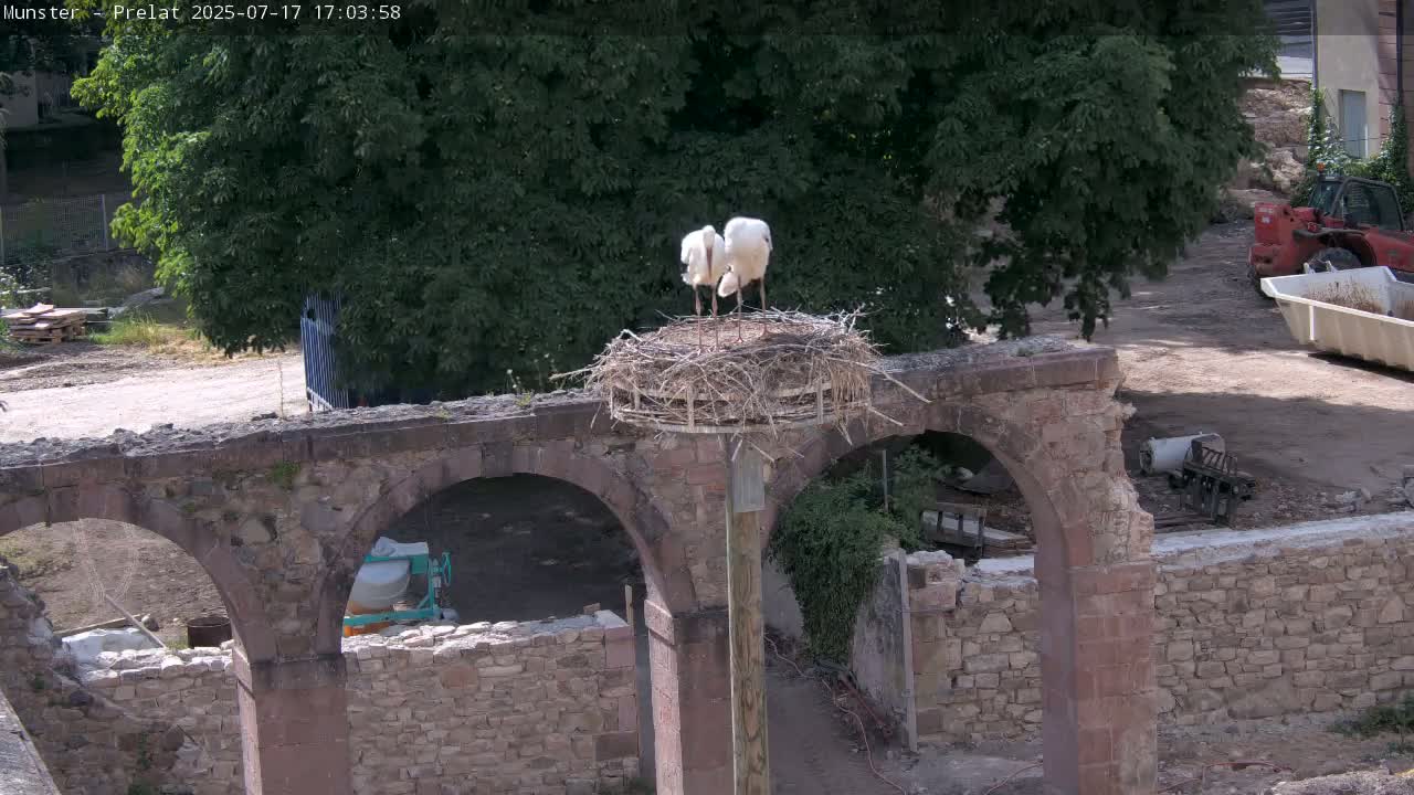 Munster, Ruines de l'Ancienne abbaye Saint Grégoire (Ruins of the Old Abbey of Saint Gregory) & Stork Nest Live Cam - Colmar-Ribeauvillé, Haut-Rhin, Grand Est, France